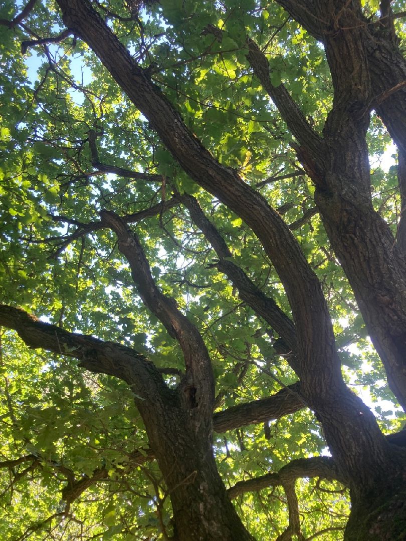 Солнечногорск, Рекинцо, парк, благоустройство, отдых