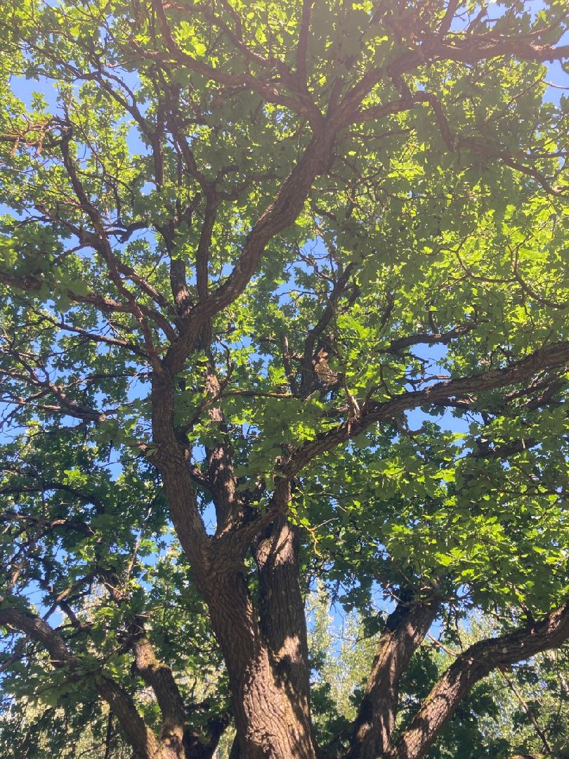 Солнечногорск, Рекинцо, парк, благоустройство, отдых