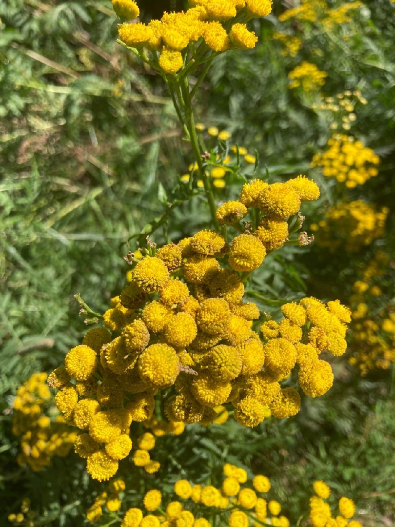 Солнечногорск, Рекинцо, парк, благоустройство, отдых