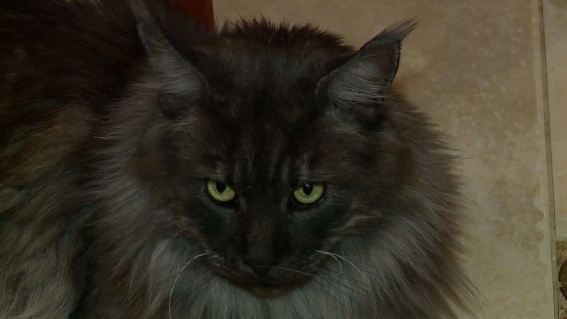 Реутов, День кошек, кошки, питомцы