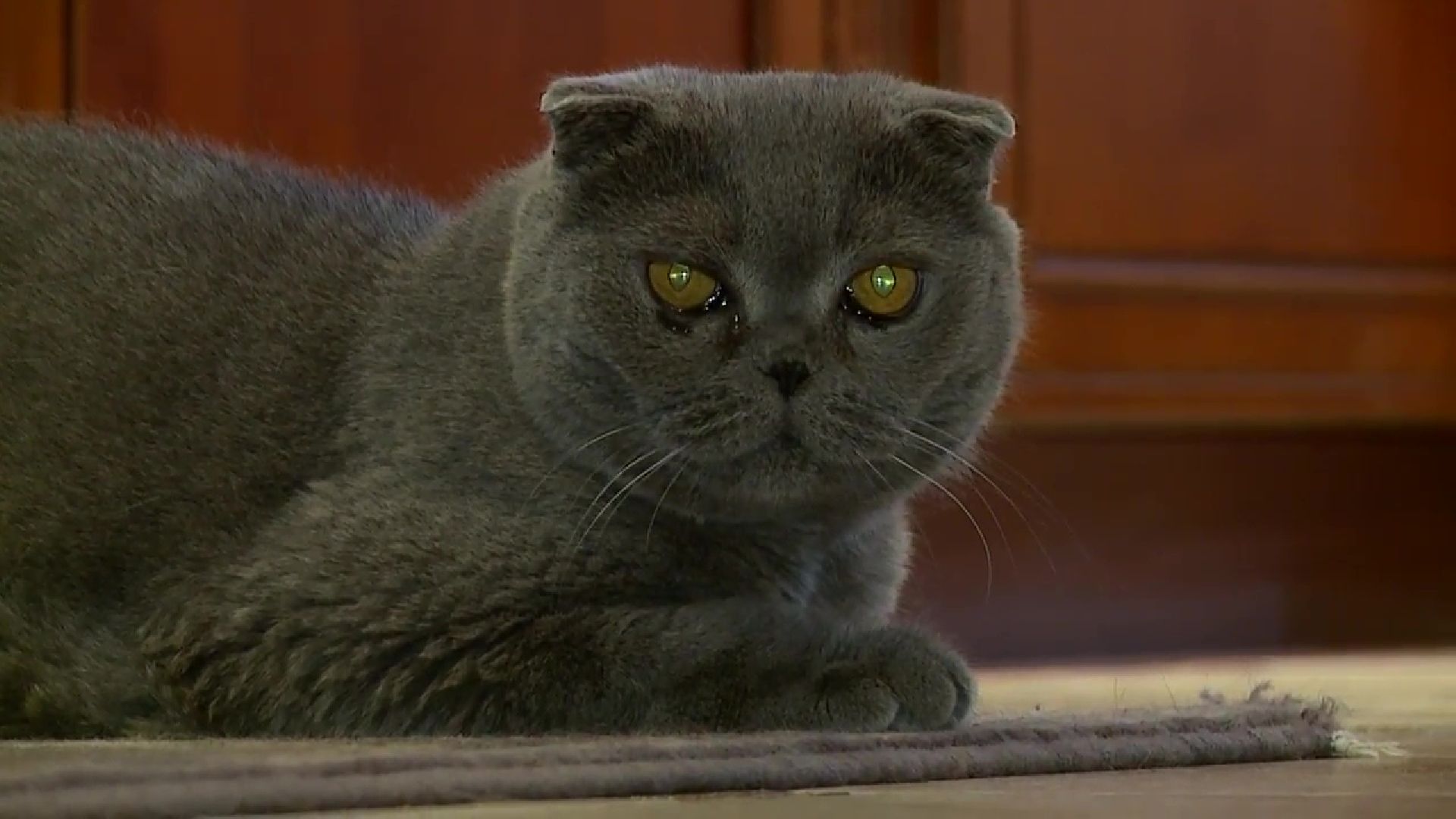 Реутов, День кошек, кошки, питомцы