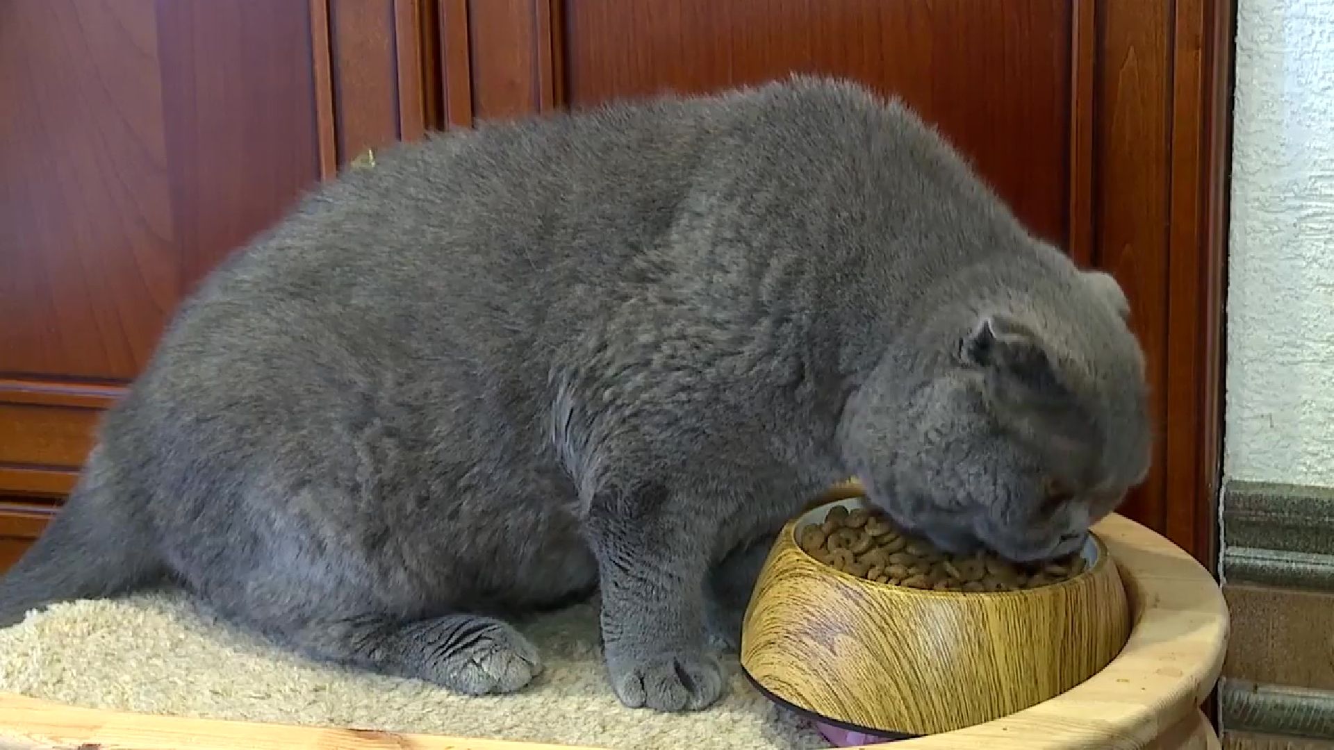 Реутов, День кошек, кошки, питомцы