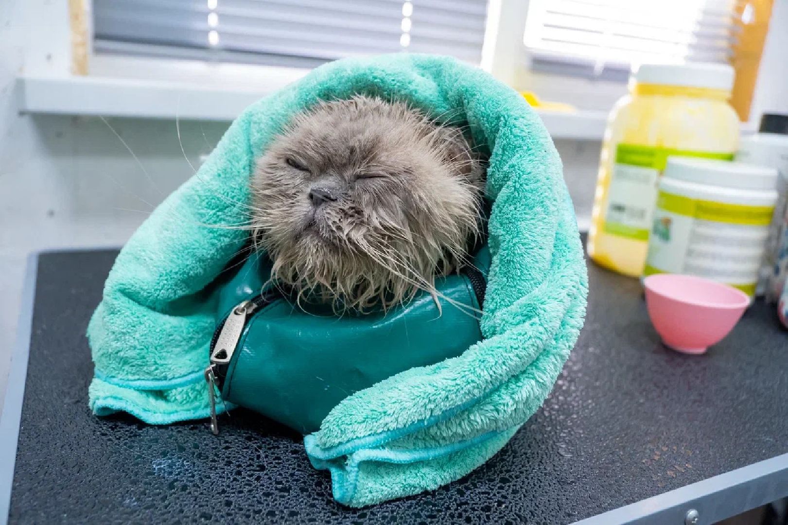 Общество, День кошек, Праздник, Румфолд, Ликино-Дулево, Куровское