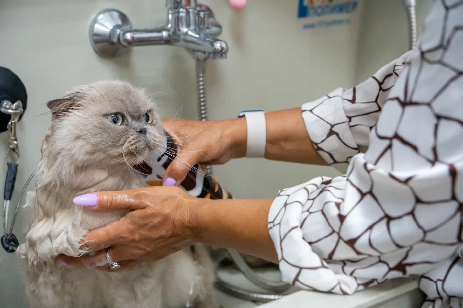 Общество, День кошек, Праздник, Румфолд, Ликино-Дулево, Куровское