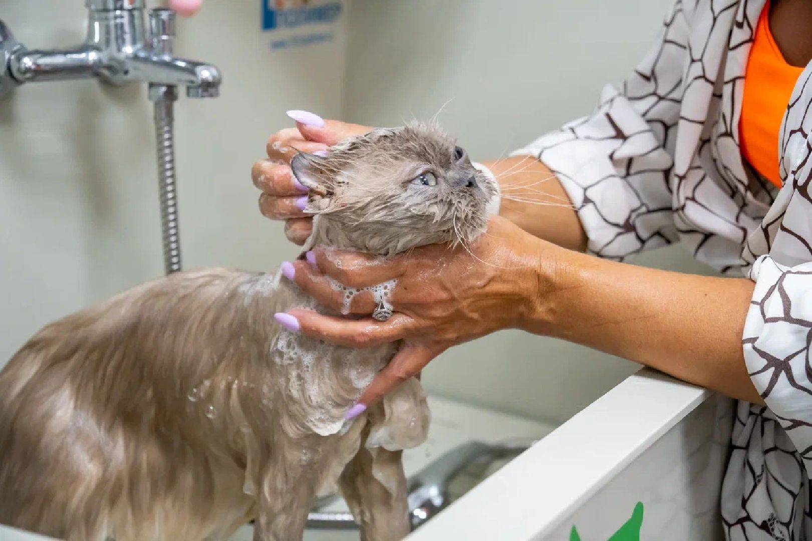 Общество, День кошек, Праздник, Румфолд, Ликино-Дулево, Куровское