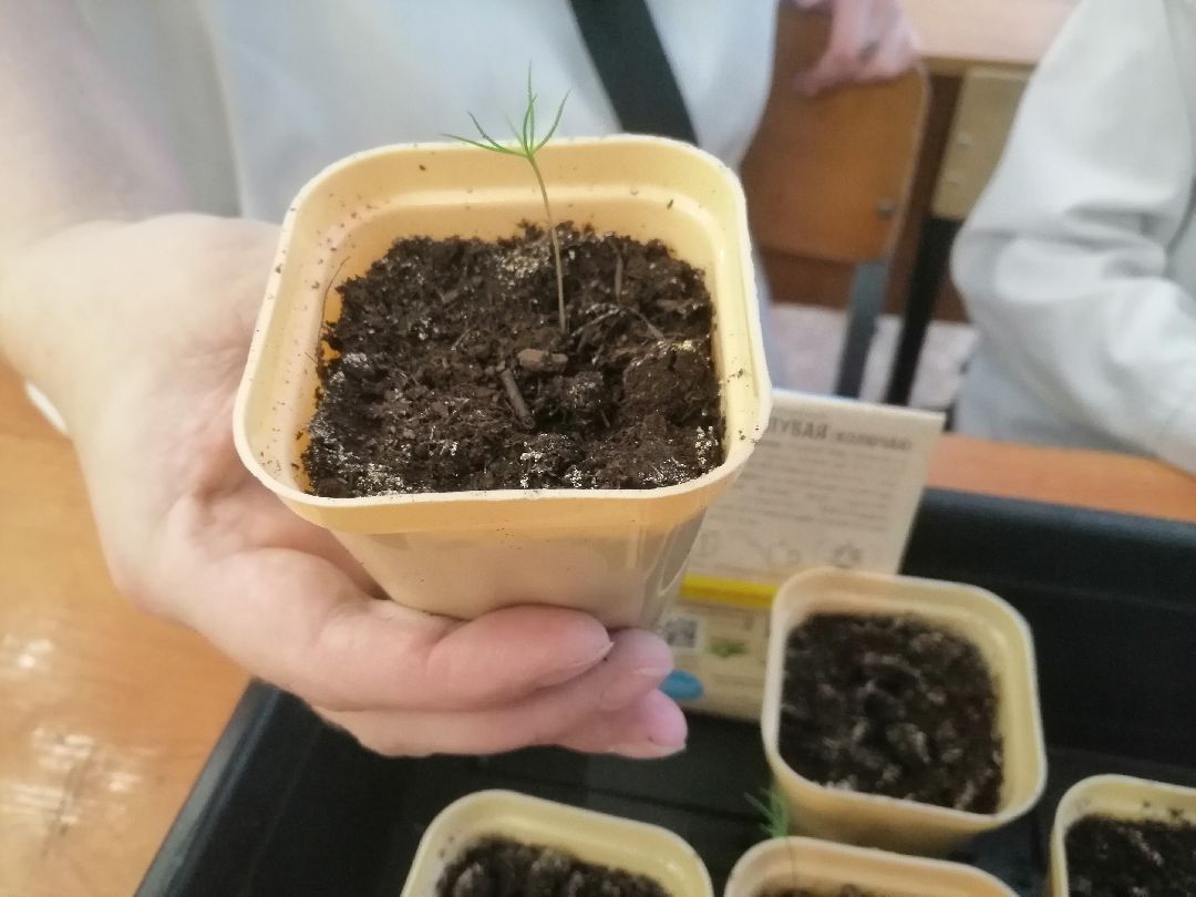 дети, юннаты, лесничество, Протвино