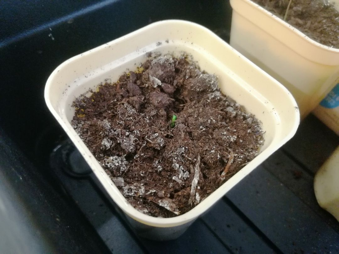 дети, юннаты, лесничество, Протвино