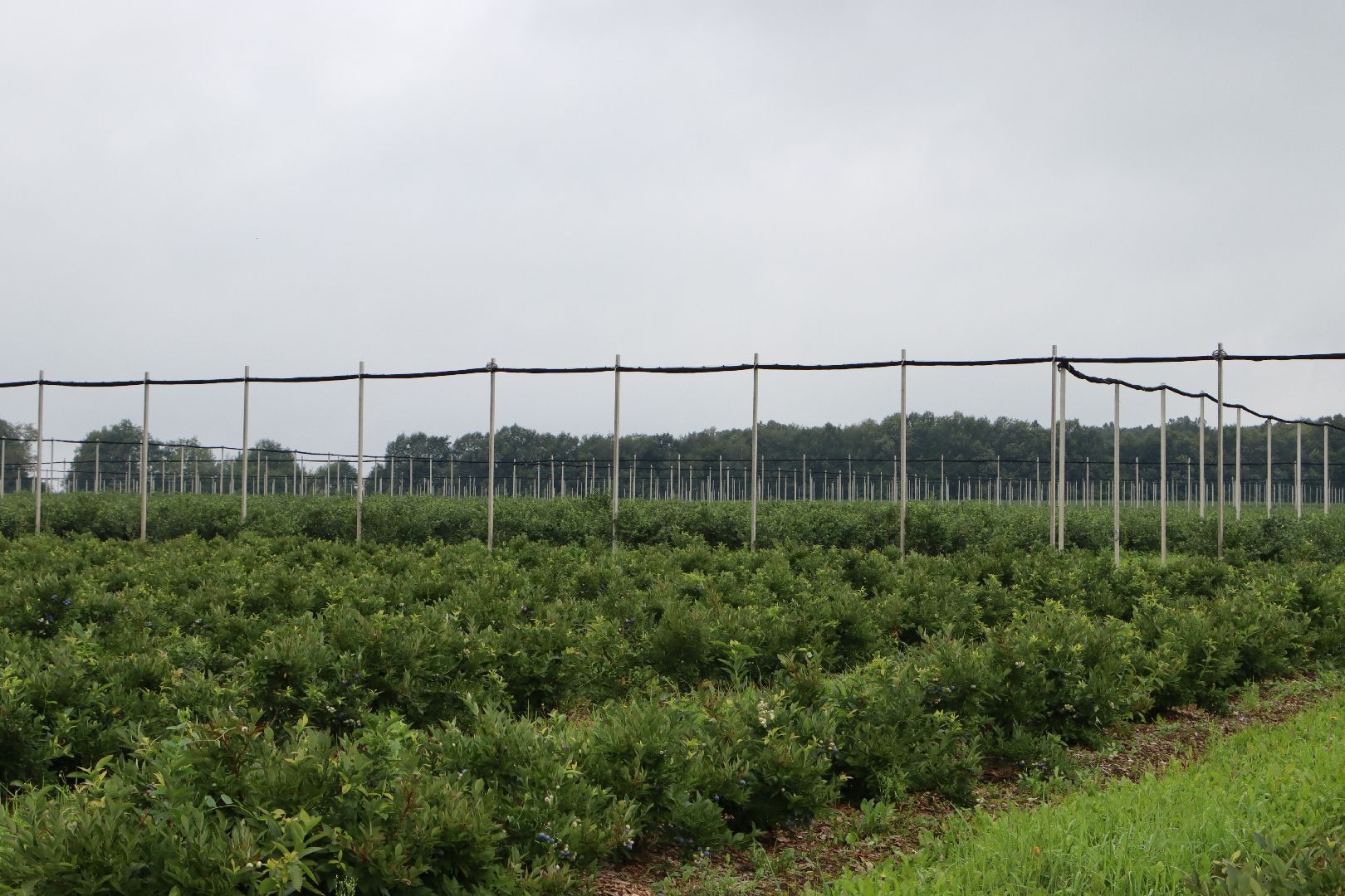 Серебряные Пруды, сельское хозяйство, голубика