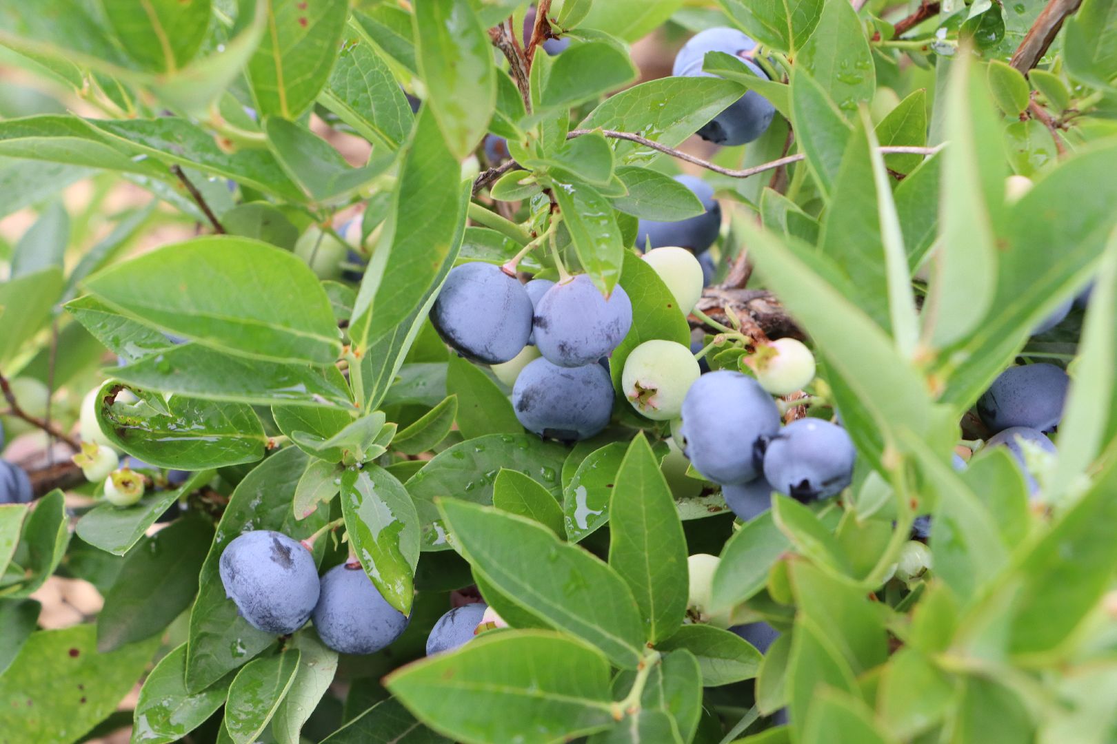 Серебряные Пруды, сельское хозяйство, голубика
