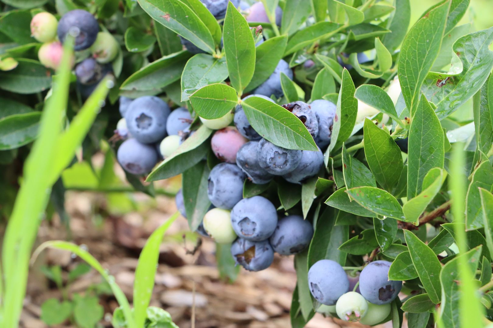 Серебряные Пруды, сельское хозяйство, голубика