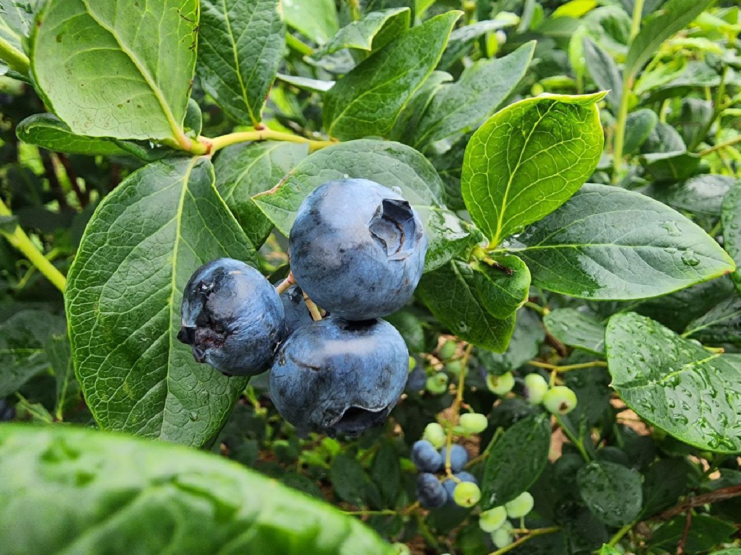 Серебряные Пруды, сельское хозяйство, голубика