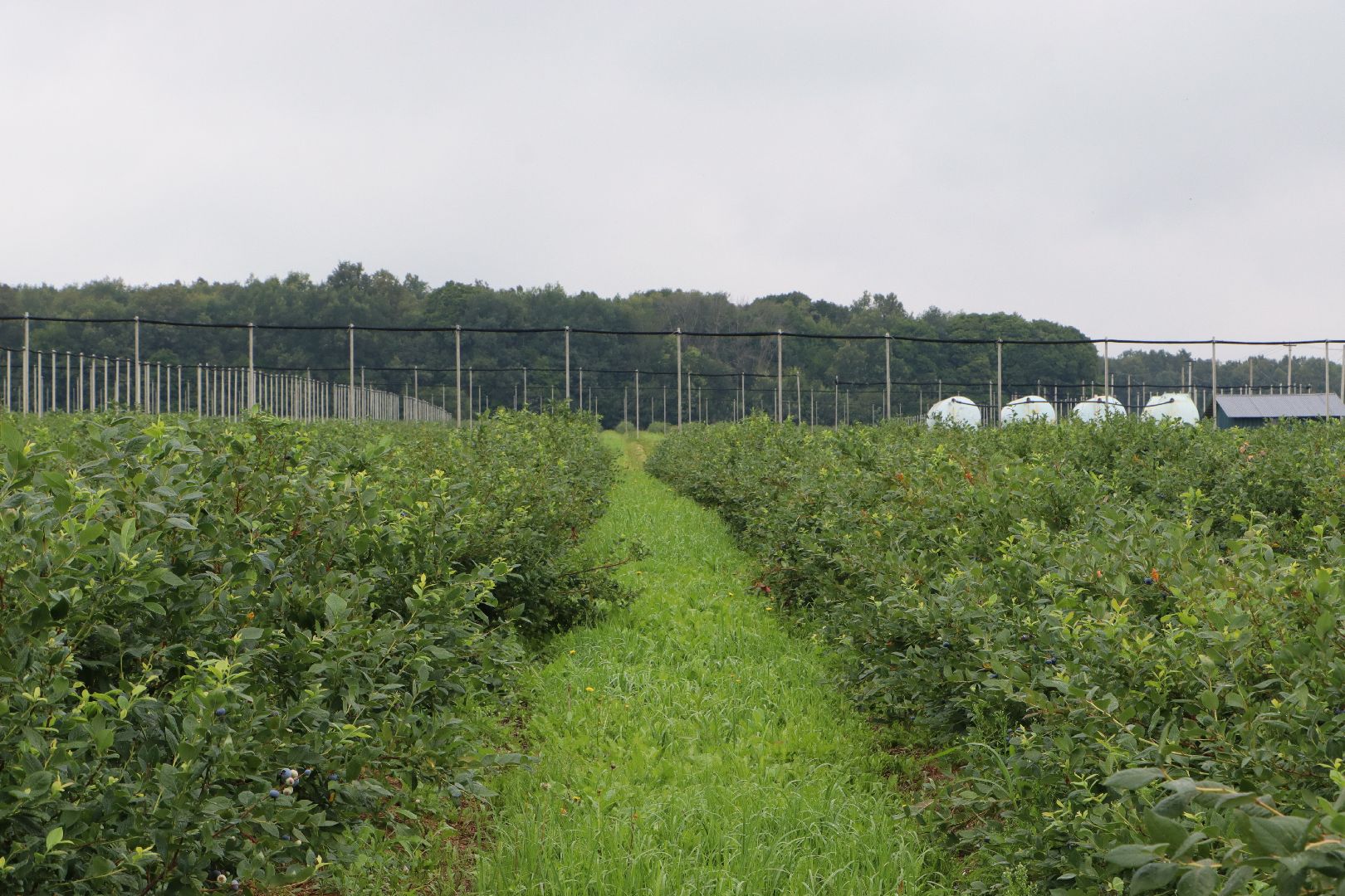 Серебряные Пруды, сельское хозяйство, голубика