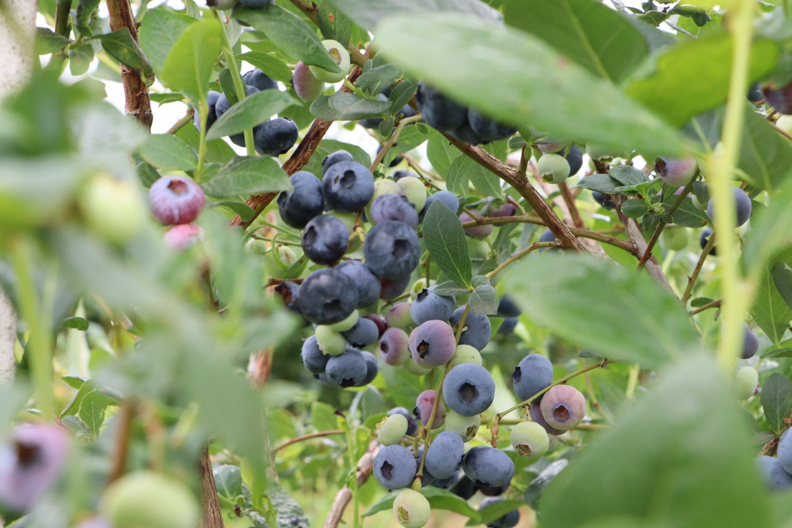 Серебряные Пруды, сельское хозяйство, голубика