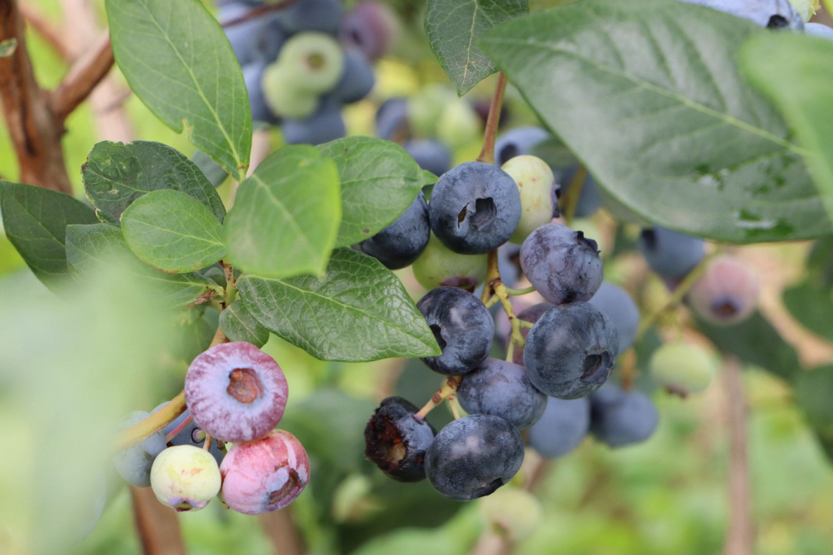 Серебряные Пруды, сельское хозяйство, голубика