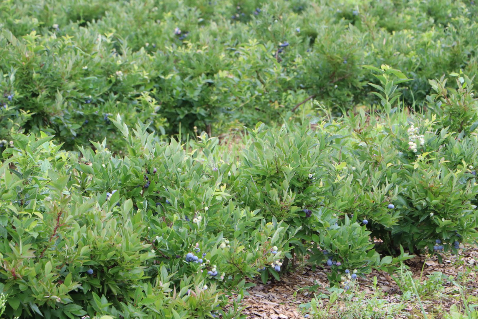 Серебряные Пруды, сельское хозяйство, голубика