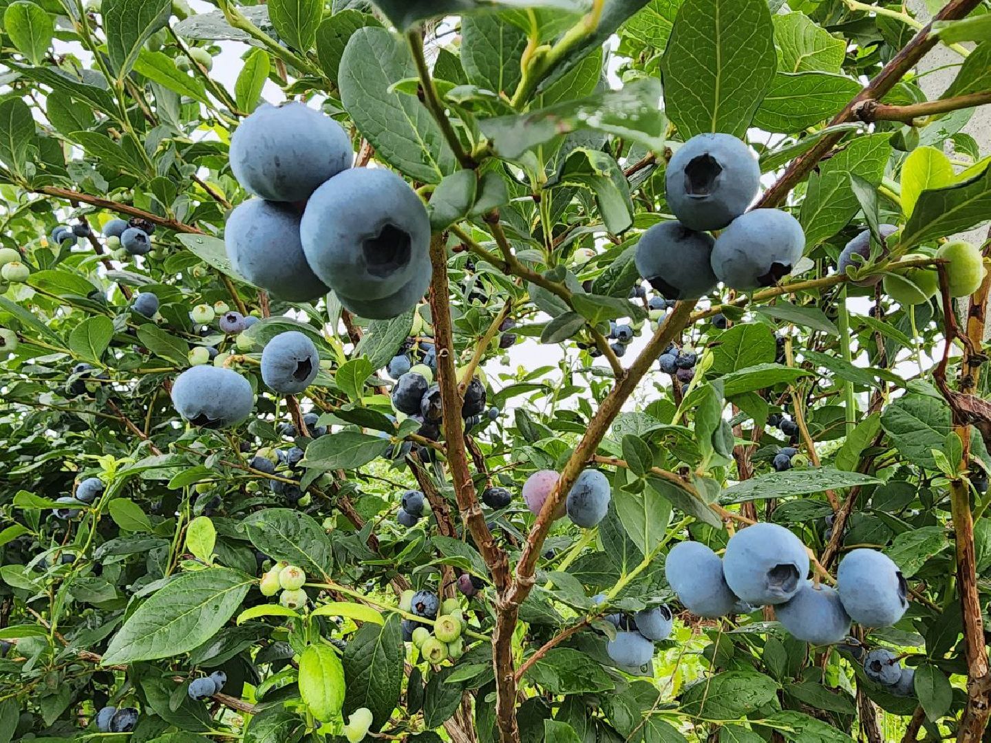 Серебряные Пруды, сельское хозяйство, голубика