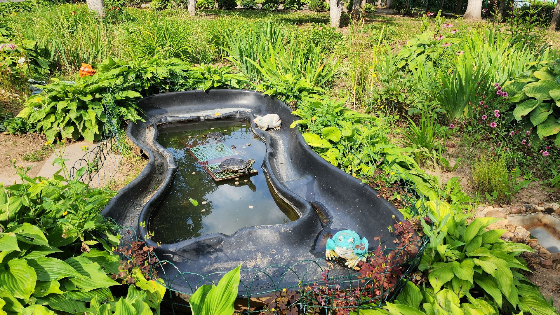 Кашира, детский экологический центр, черепаха, водоём, среда обитания