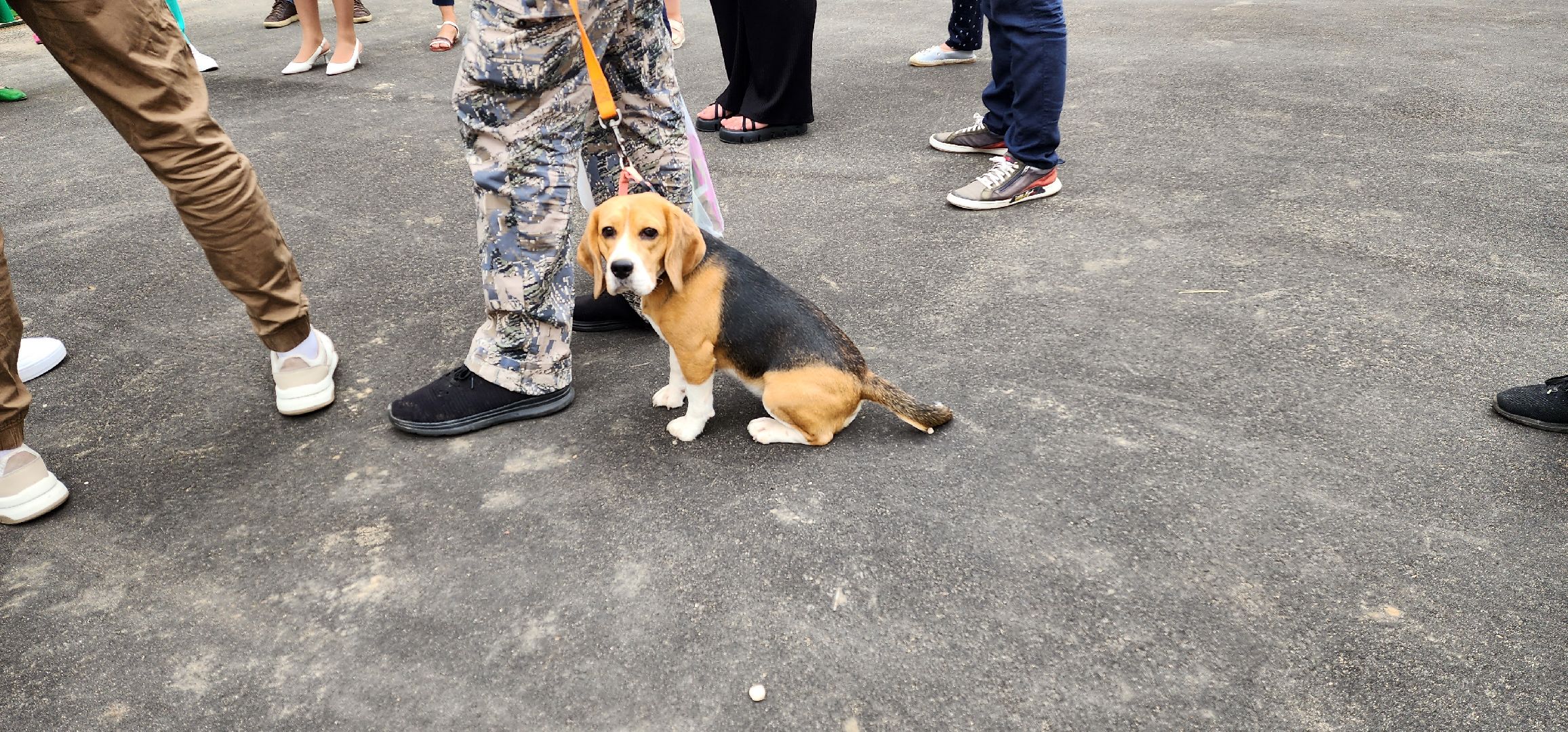 собачья площадка, благоустройство, Котельники
