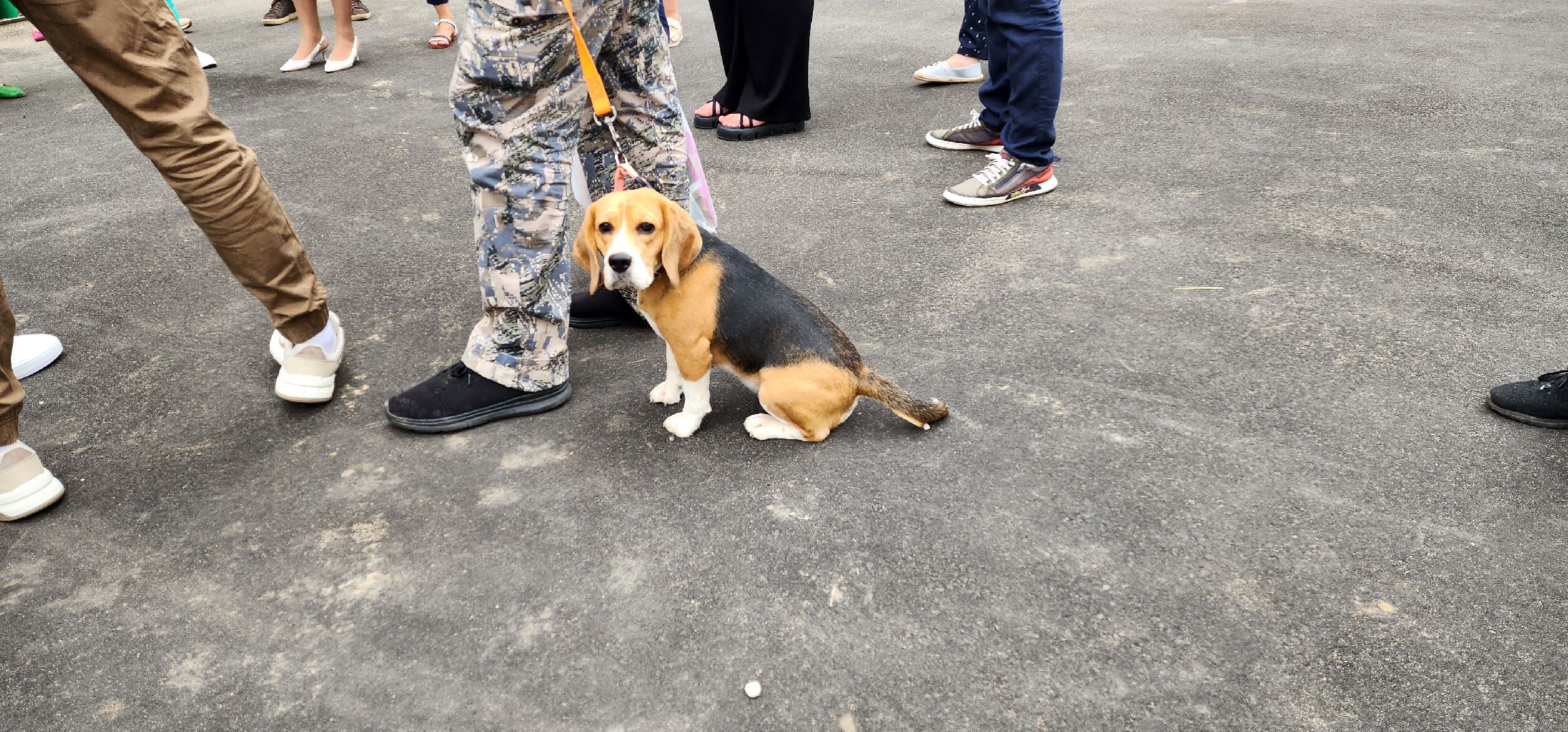 собачья площадка, благоустройство, Котельники