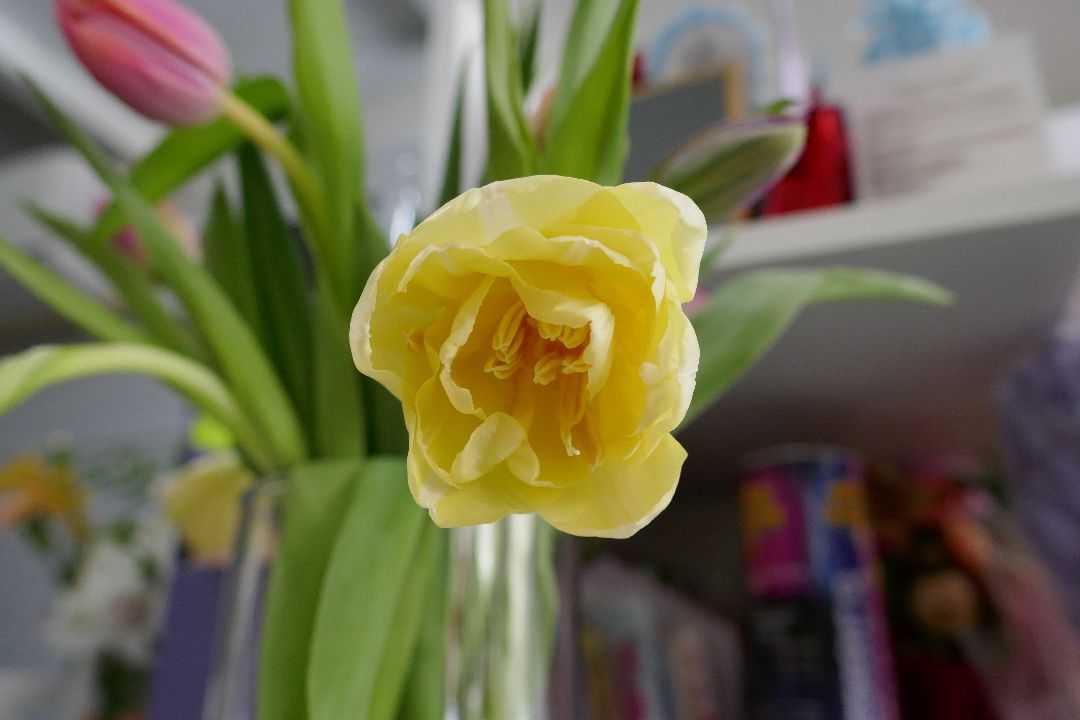 Подольск, цветы, праздник, благотворительность