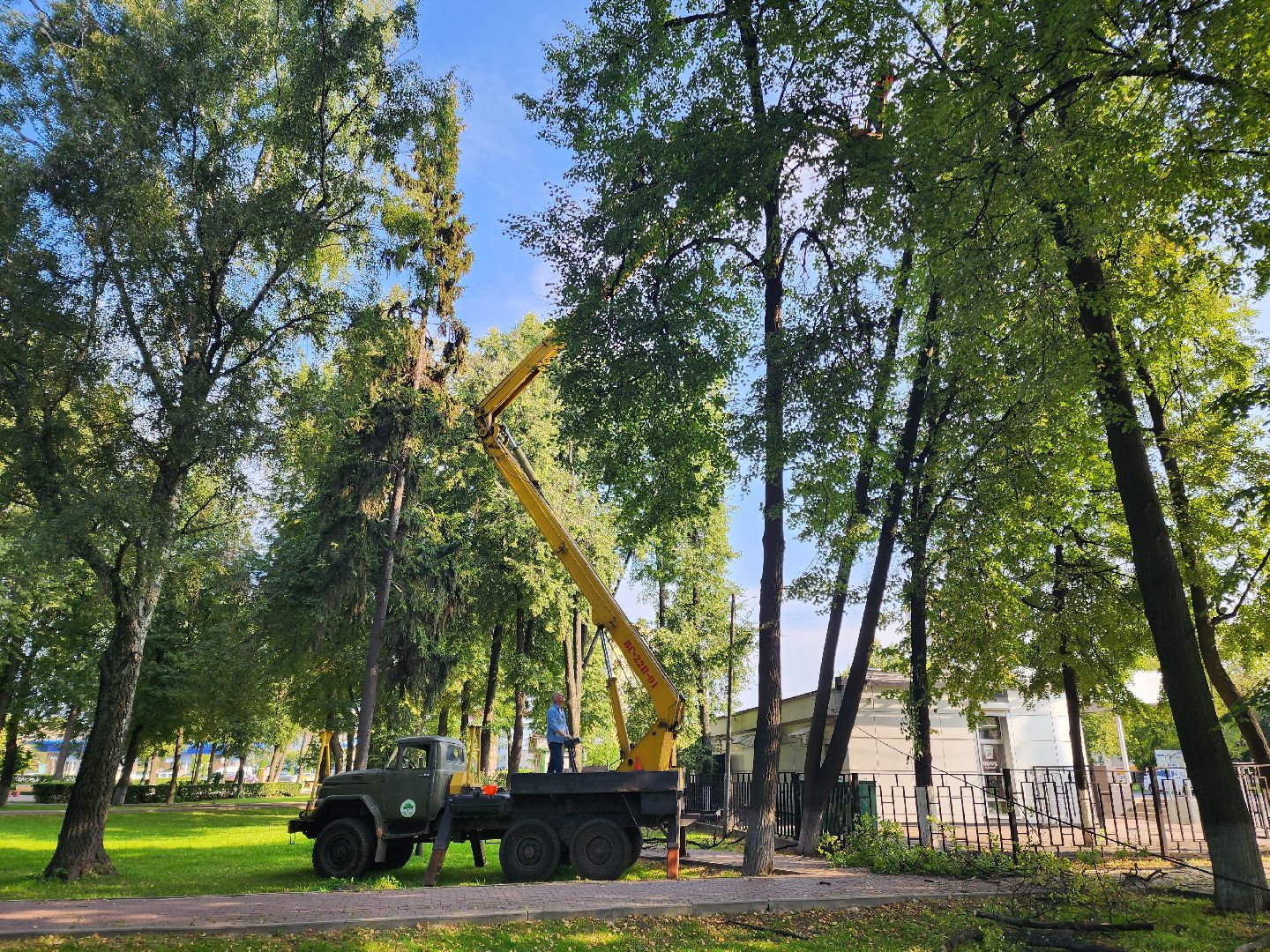 Подольск, благоустройство, дерево, безопасность