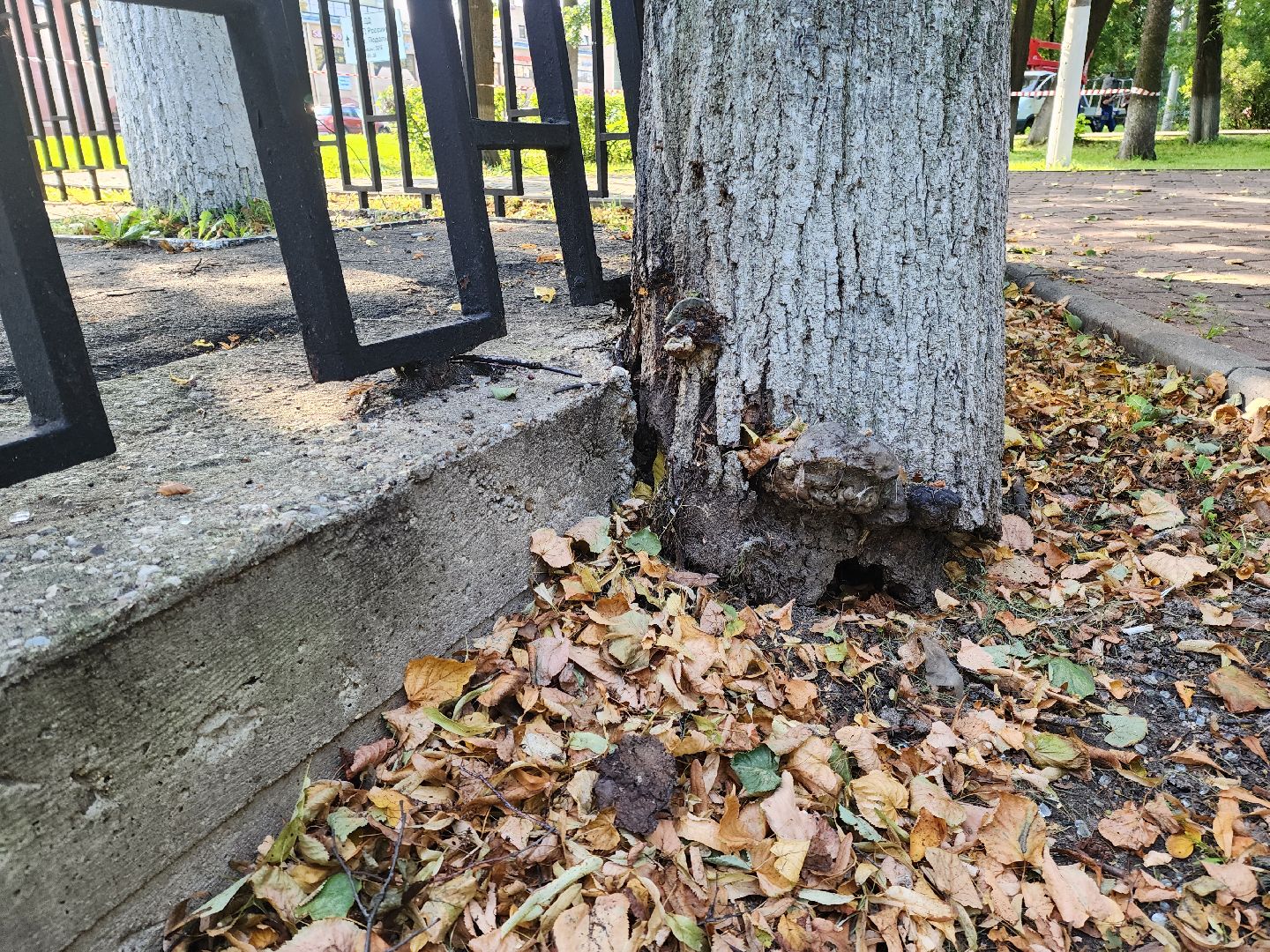 Подольск, благоустройство, дерево, безопасность
