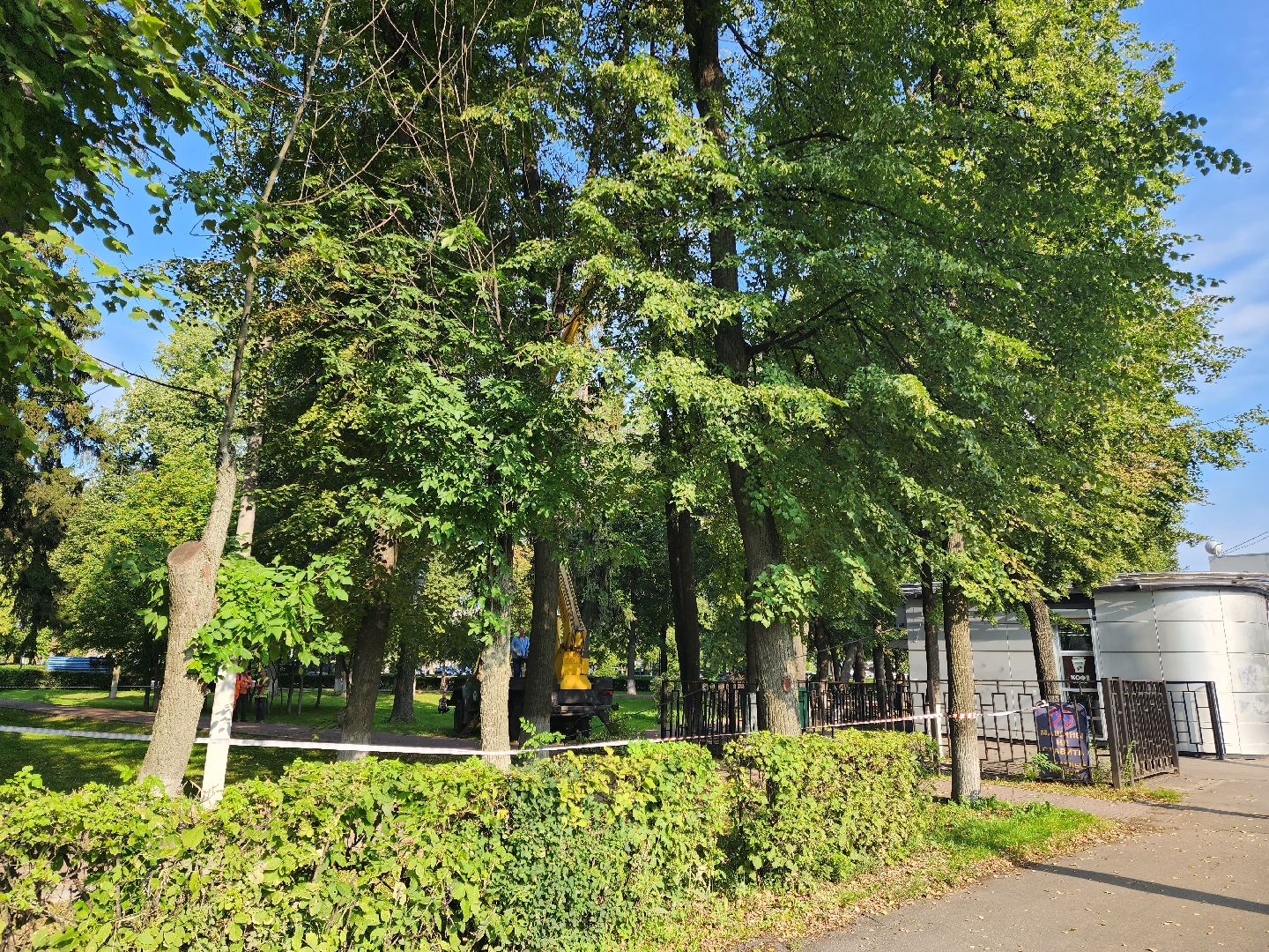 Подольск, благоустройство, дерево, безопасность