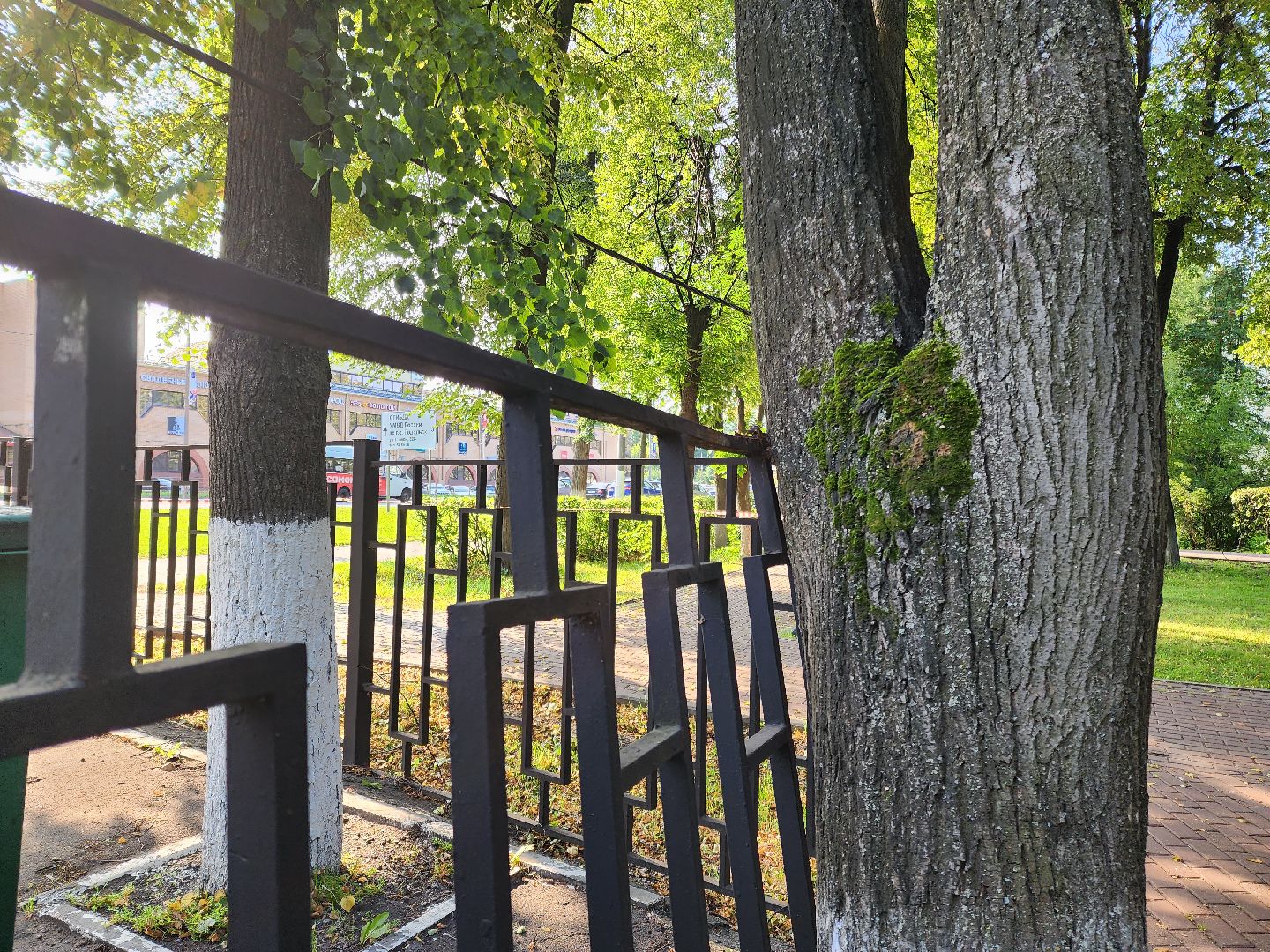 Подольск, благоустройство, дерево, безопасность