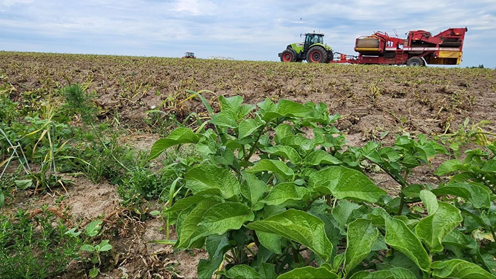 Дмитров, Мосагрофуд, Минсельхоз