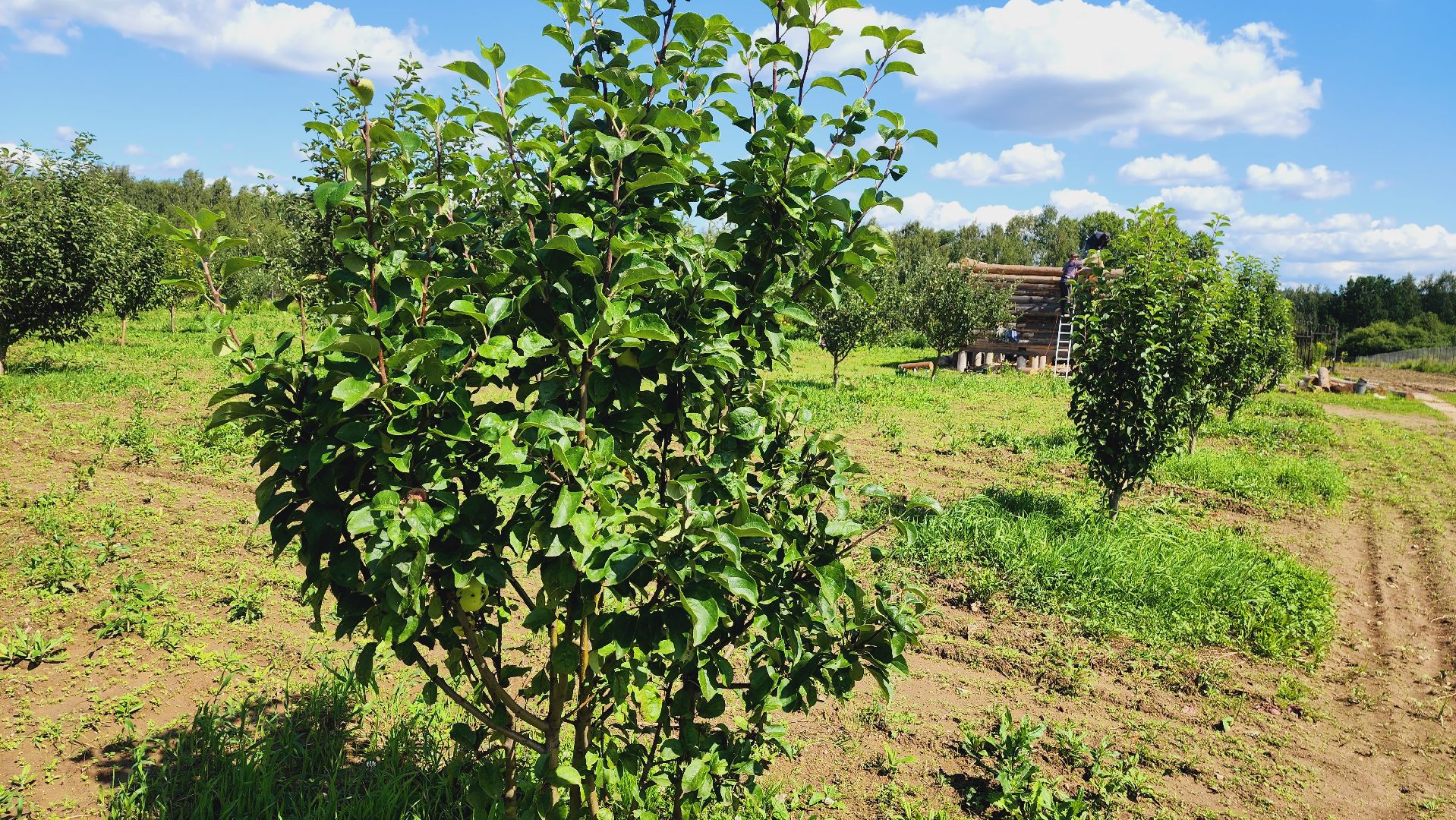 Подмосковье, Ивантеевка, сельское хозяйство,