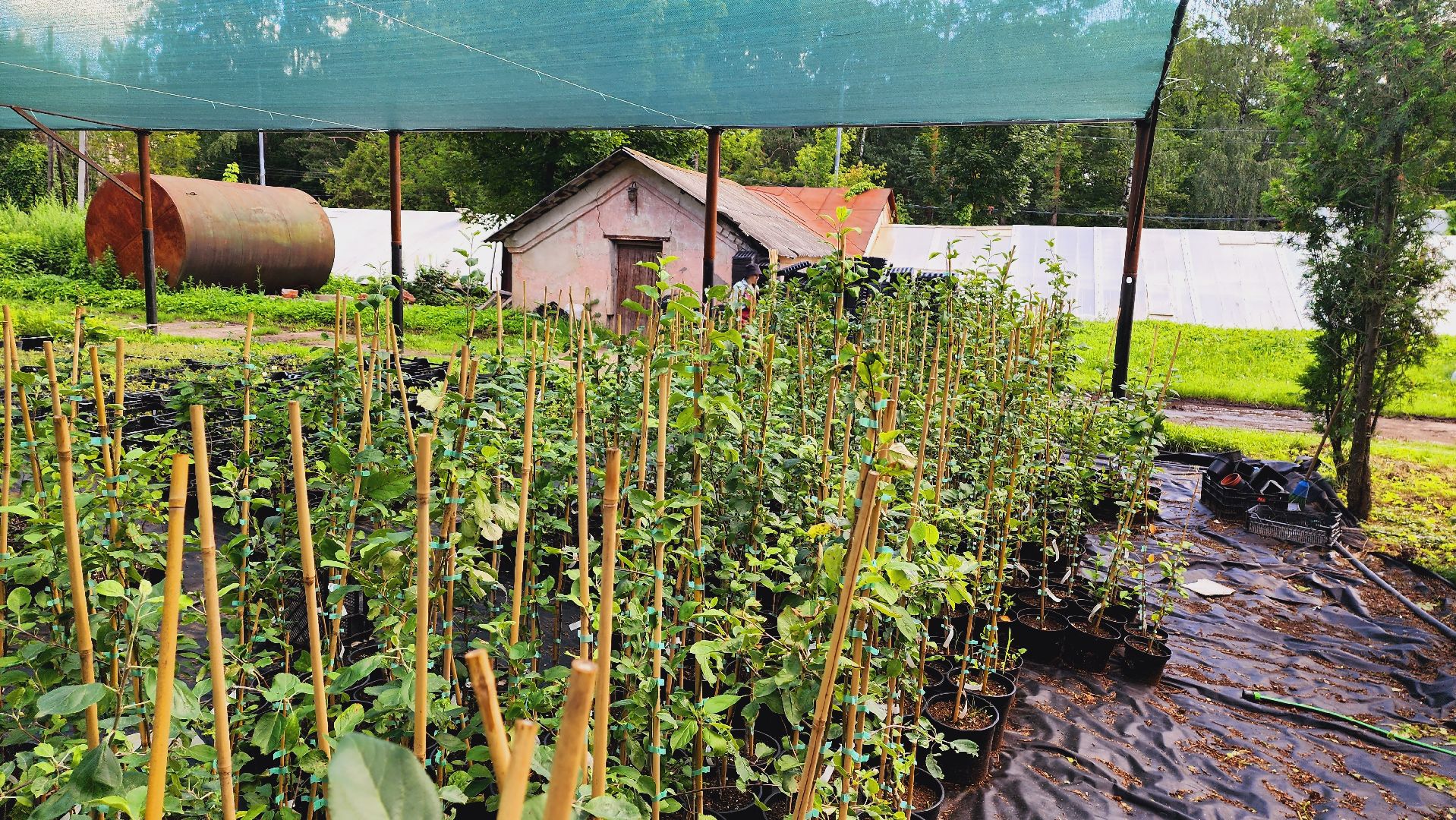 Подмосковье, Ивантеевка, сельское хозяйство,