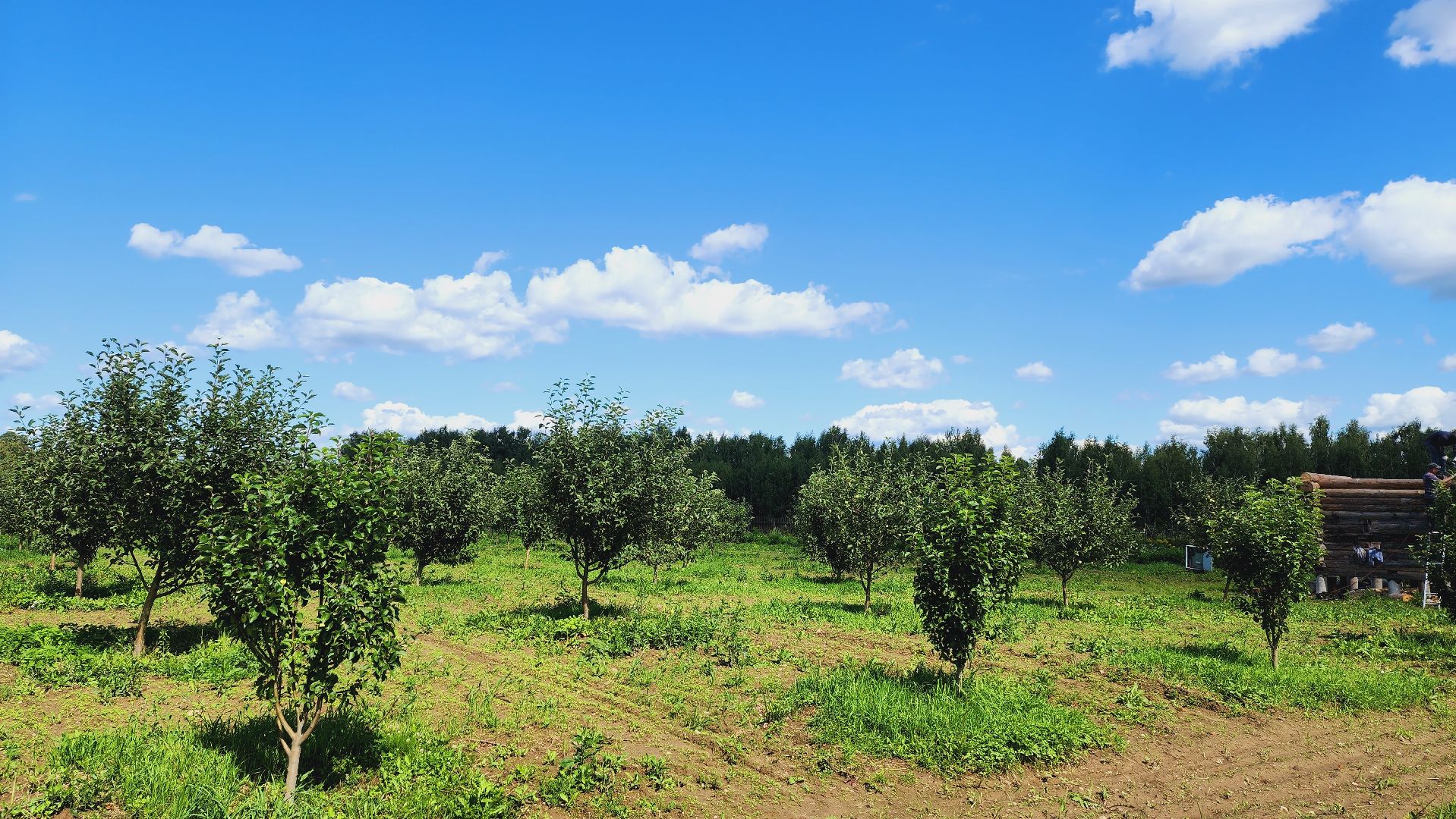 Подмосковье, Ивантеевка, сельское хозяйство,
