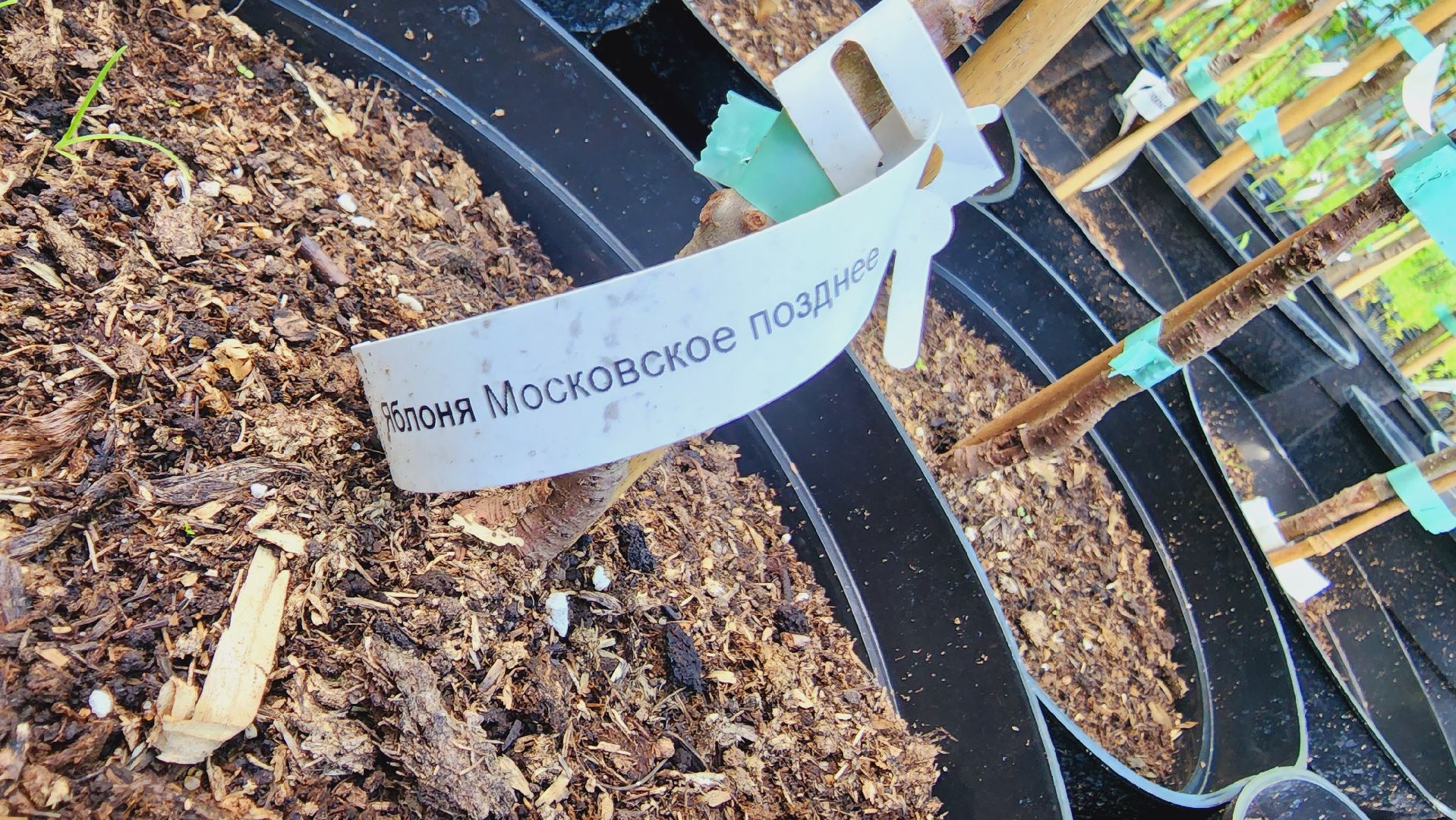 Подмосковье, Ивантеевка, сельское хозяйство,