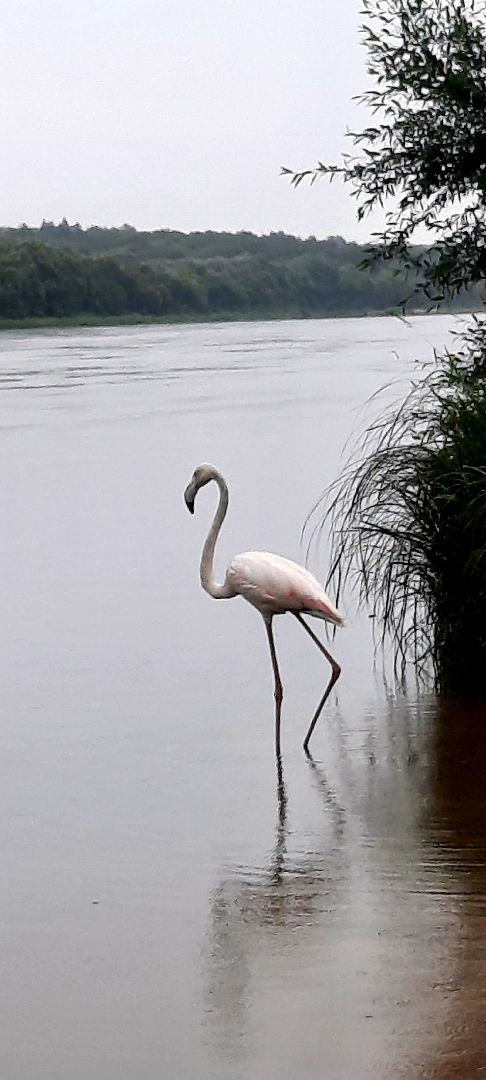 Пущино, экология, фламинго