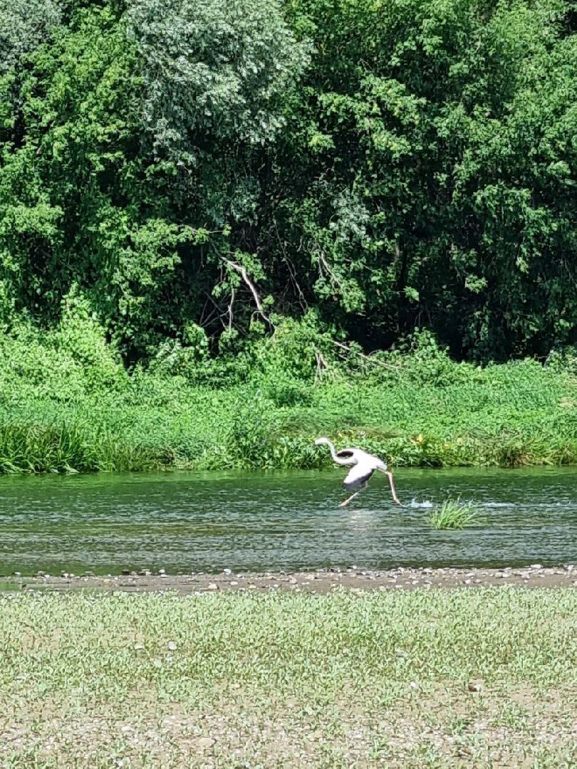 Пущино, экология, фламинго