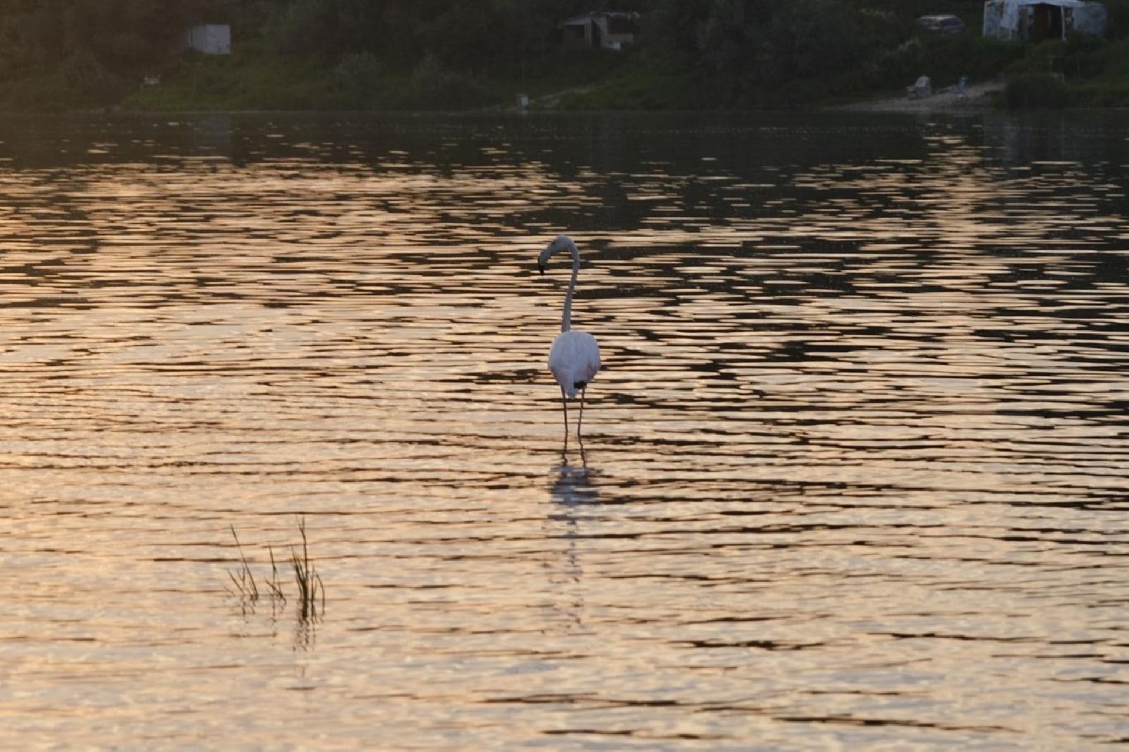 Пущино, экология, фламинго