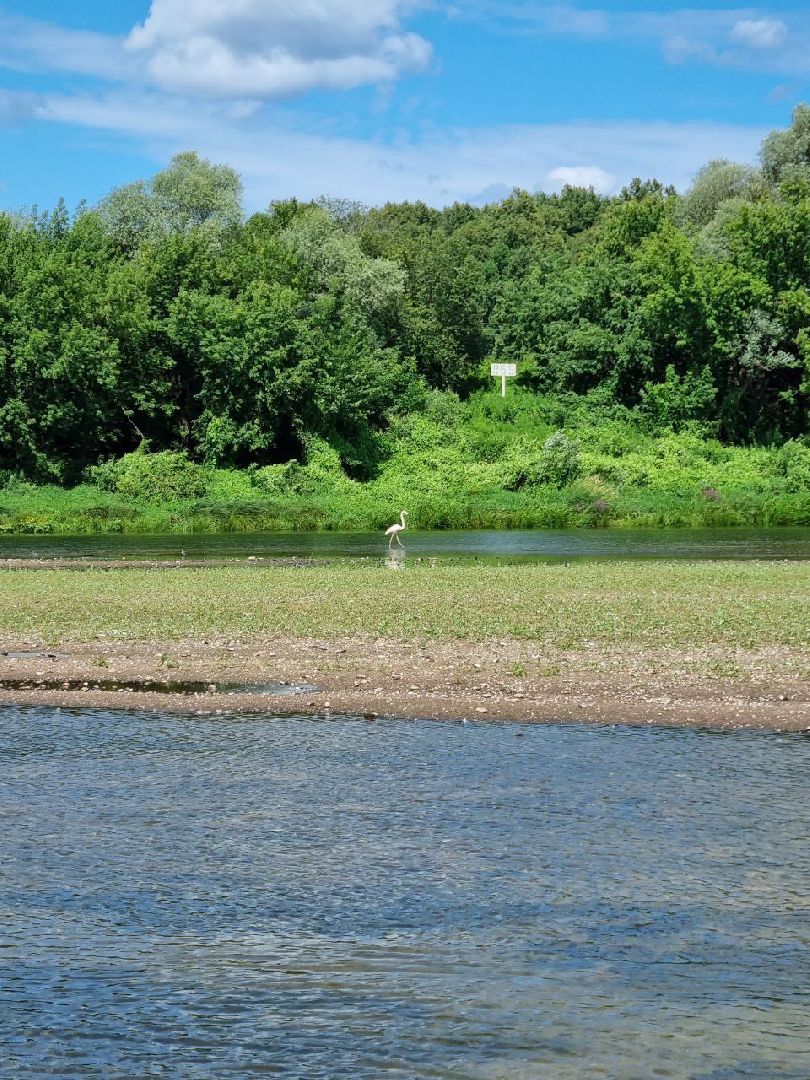 Пущино, экология, фламинго