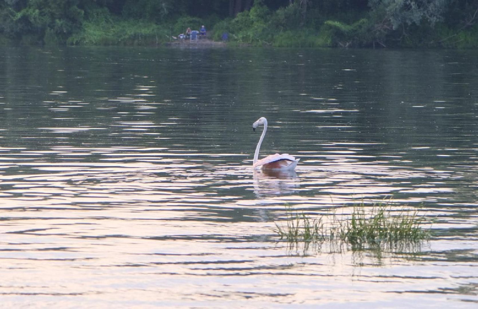 Пущино, экология, фламинго