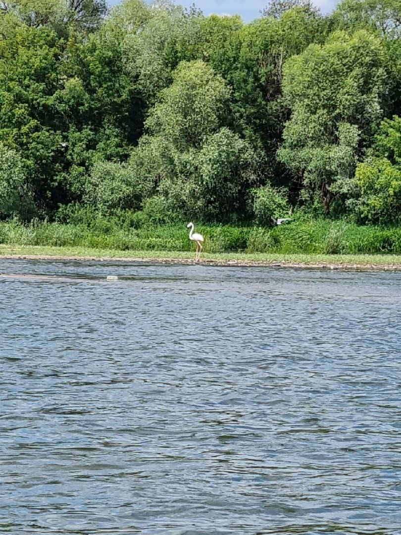 Пущино, экология, фламинго