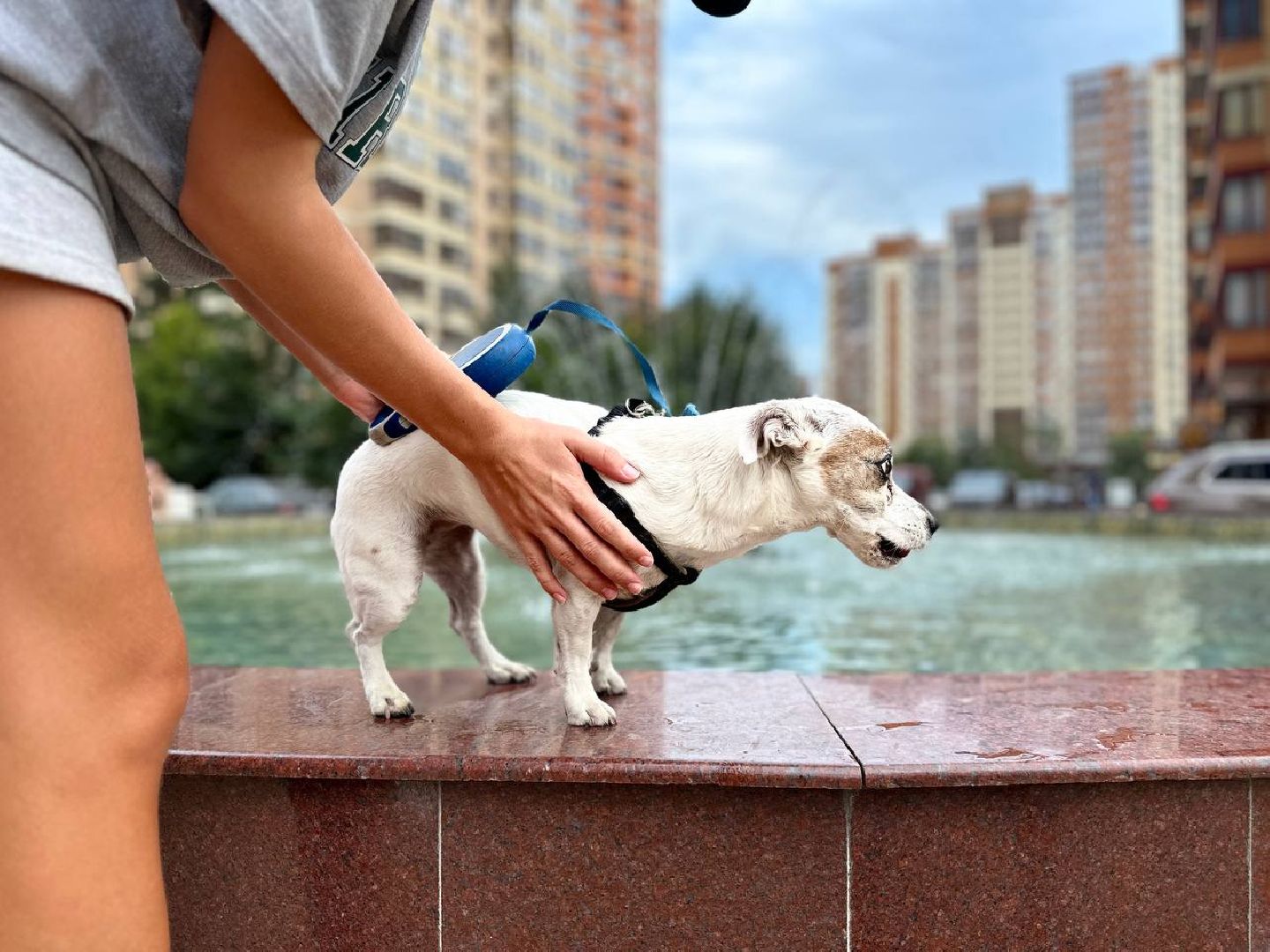 Реутов, сквер, фонтан, собака, ротвейлер, нос