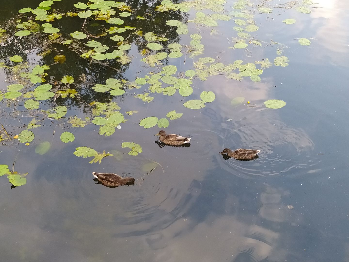 Нахабино, пруд, очистка