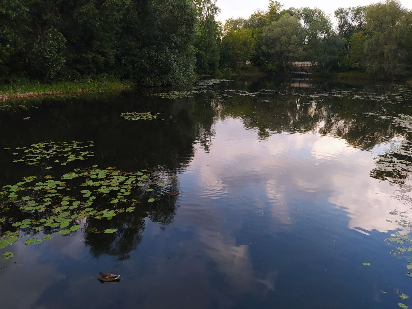 Нахабино, пруд, очистка