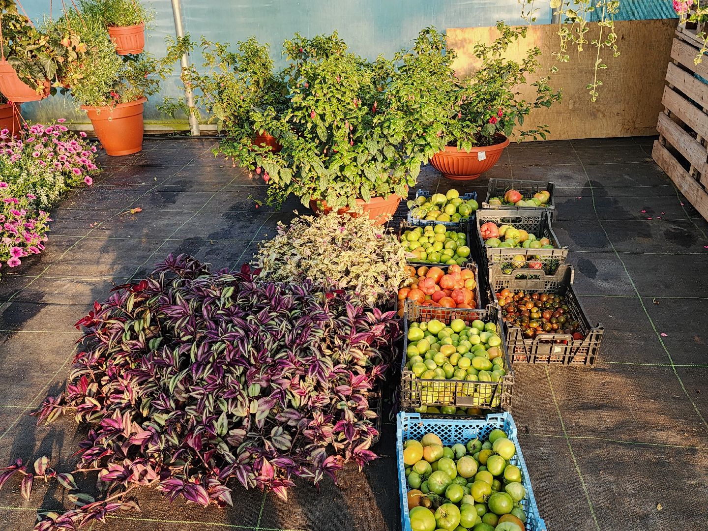 Звенигород, сельское хозяйство, садовый центр