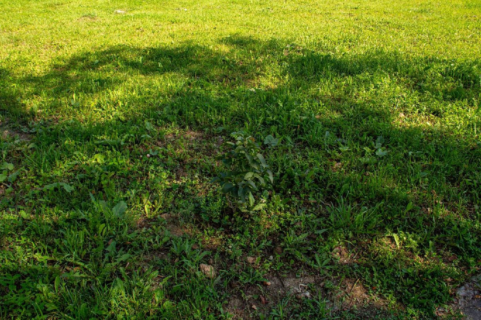 Подольск, благоустройство, население, инициатива жителей, власть