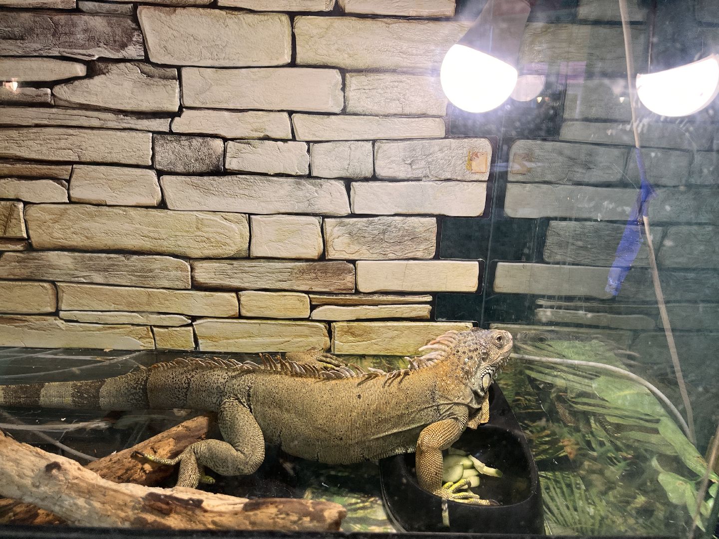 Шаховская, змеи, пауки, выставка