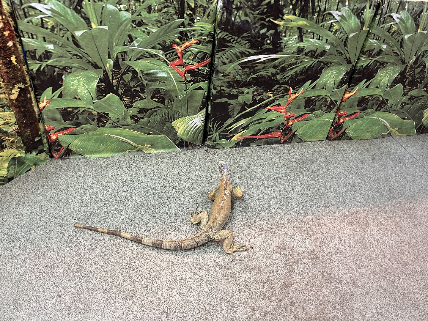 Шаховская, змеи, пауки, выставка