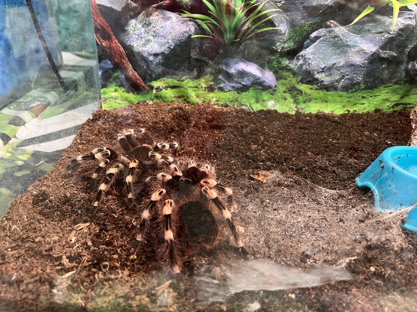 Шаховская, змеи, пауки, выставка