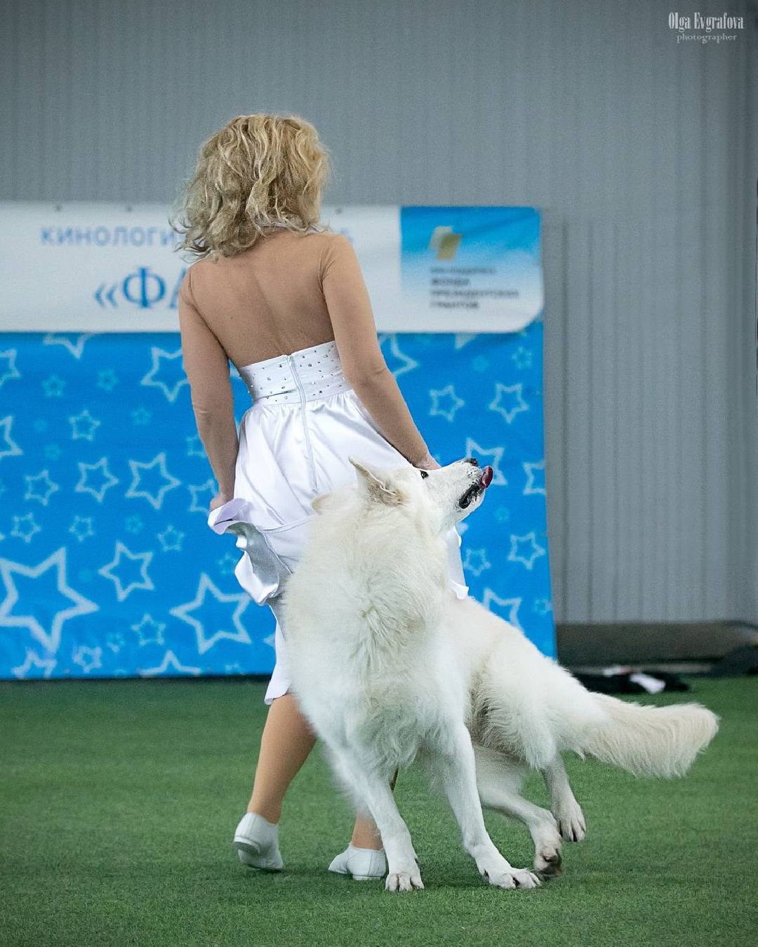 собака, Раменское, танцы с собаками, овчарка