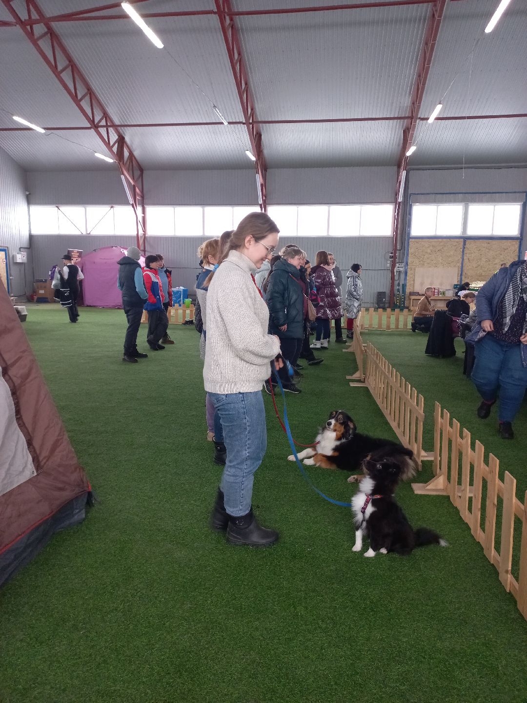 собака, Раменское, танцы с собаками, овчарка