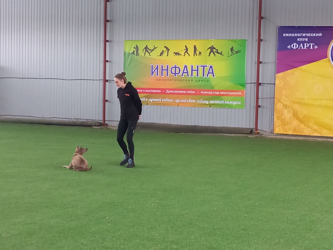 собака, Раменское, танцы с собаками, овчарка